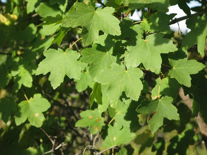 Acer granatense (1) - SUB-ENDEMISMO IBERICO